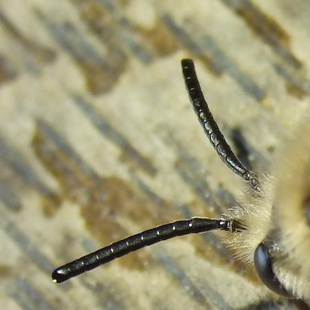 Melecta albifrons
